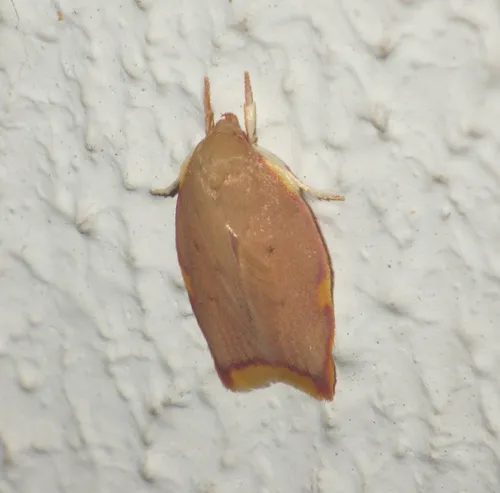 Carcina ingridmariae