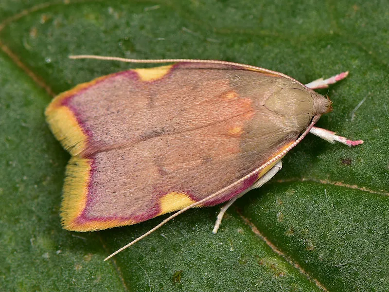 Carcina quercana - photo 2
