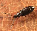 Carcinocephalus flavidus