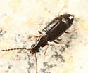 Carcinocephalus flavidus - photo 2