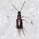 Carcinocephalus flavidus - photo 3