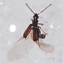 Carcinocephalus flavidus - photo 4