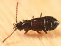 Carcinocephalus flavidus - photo 5