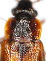 Carcinocephalus sp - photo 2
