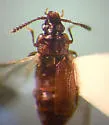 Carcinocephalus sp - photo 3