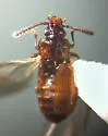 Carcinocephalus sp - photo 4