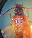 Carcinocephalus sp - photo 5