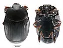 Carcinops consors