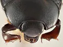Carcinops consors - photo 2
