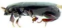 Carcinops corticis - photo 2