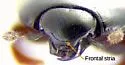 Carcinops corticis - photo 4