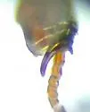 Carcinops corticis - photo 5