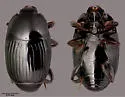 Carcinops curtus