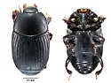 Carcinops curtus - photo 2