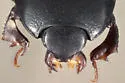 Carcinops curtus - photo 3