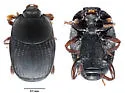 Carcinops kumeyaay