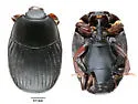Carcinops opuntiae