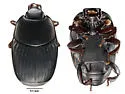 Carcinops papagoanus