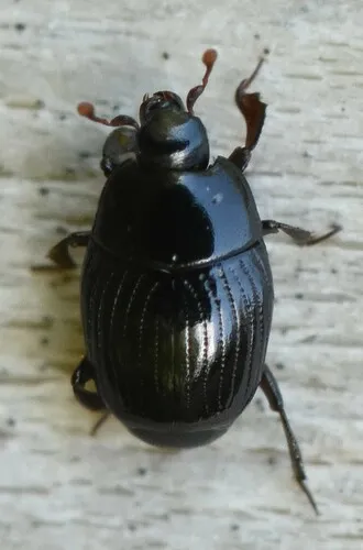Carcinops pumilio - photo 2