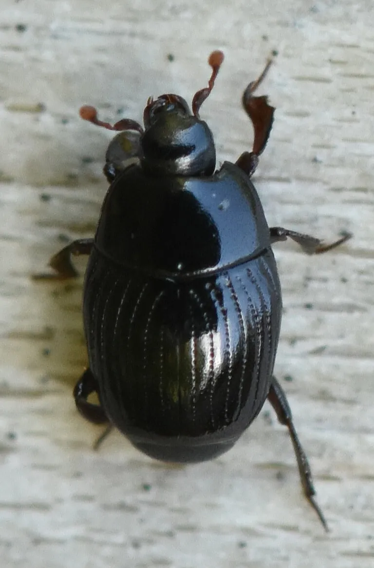 Carcinops pumilio - photo 3
