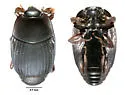 Carcinops rugulus - Carcinops rugulus