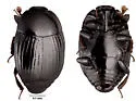 Carcinops wenzeli - photo 4