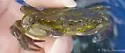Green Crab