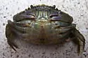 Green Crab - photo 2