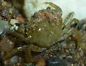 Green Crab - photo 3