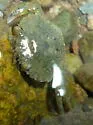 Green Crab - photo 4