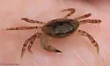 Green Crab - photo 5