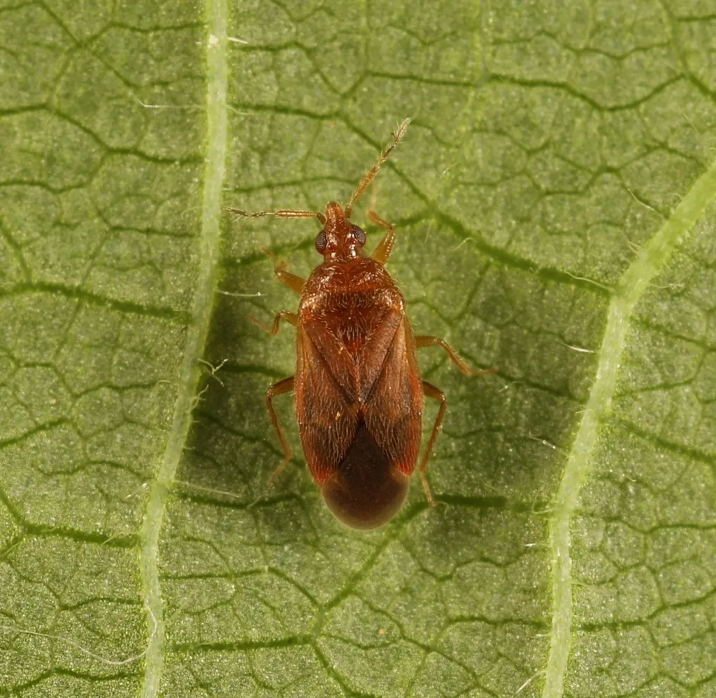 Cardiastethus fasciiventris - photo 2