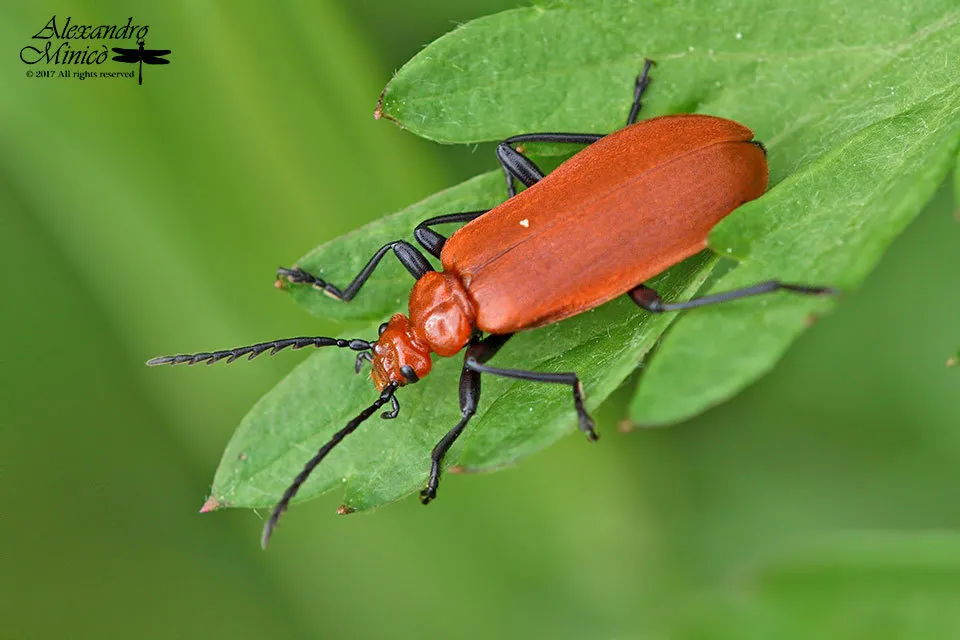Cardinal Beetle - photo 3