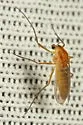Cardiocladius fulvus - Cardiocladius fulvus