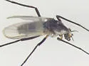 Cardiocladius obscurus