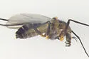 Cardiocladius obscurus - photo 2