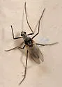 Cardiocladius obscurus - photo 4