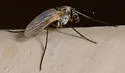 Cardiocladius obscurus - photo 5