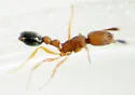 Cardiocondyla emeryi - photo 4