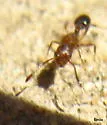 Cardiocondyla mauritanica - photo 2