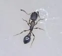 Cardiocondyla mauritanica - photo 3