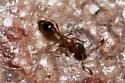 Cardiocondyla mauritanica - photo 4