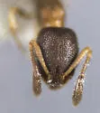Cardiocondyla minutior - photo 2