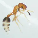 Cardiocondyla obscurior
