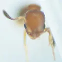 Cardiocondyla obscurior - photo 2