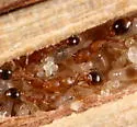 Cardiocondyla obscurior - photo 4