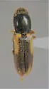 Cardiophorus arizonicus
