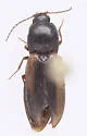 Cardiophorus arizonicus - photo 2