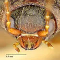 Cardiophorus arizonicus - photo 3