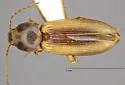 Cardiophorus arizonicus - photo 4